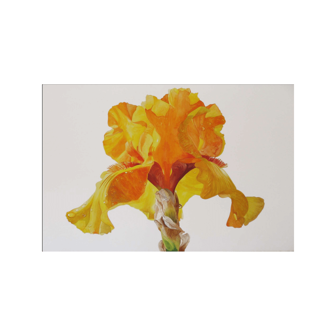 Yellow Princess # 2 | Sebastian Periera, 30 x 40, watercolor